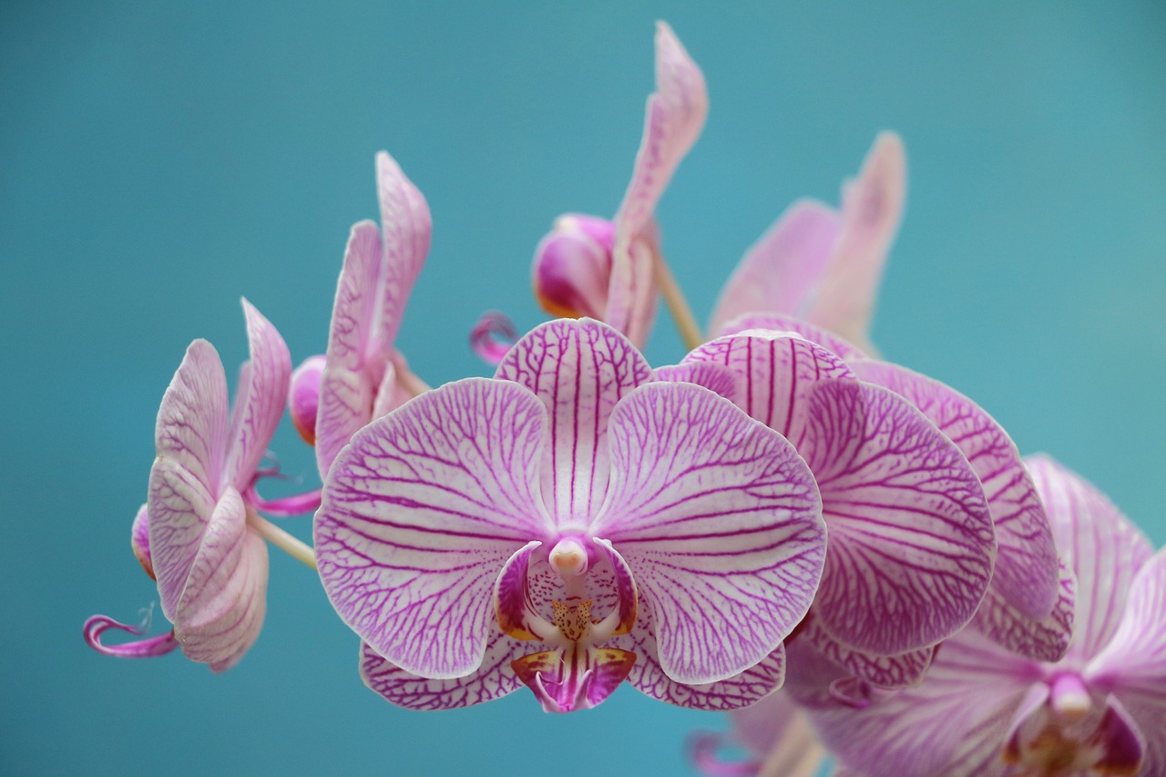 Image - orchid purple flower bloom violet