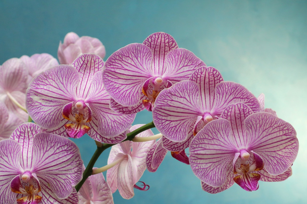 Image - orchid purple flower bloom violet