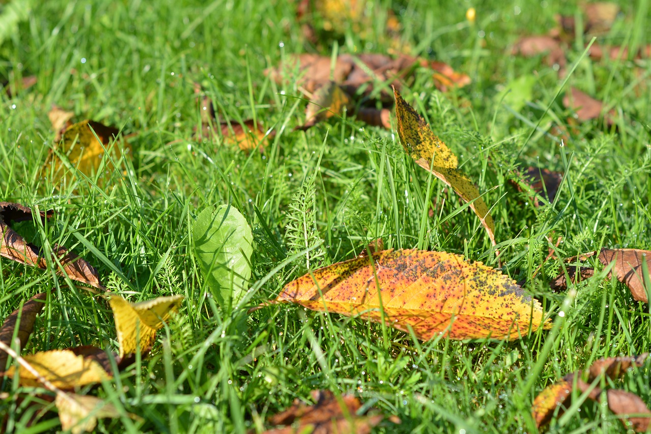 Image - autumn gold foliage yellow leaves