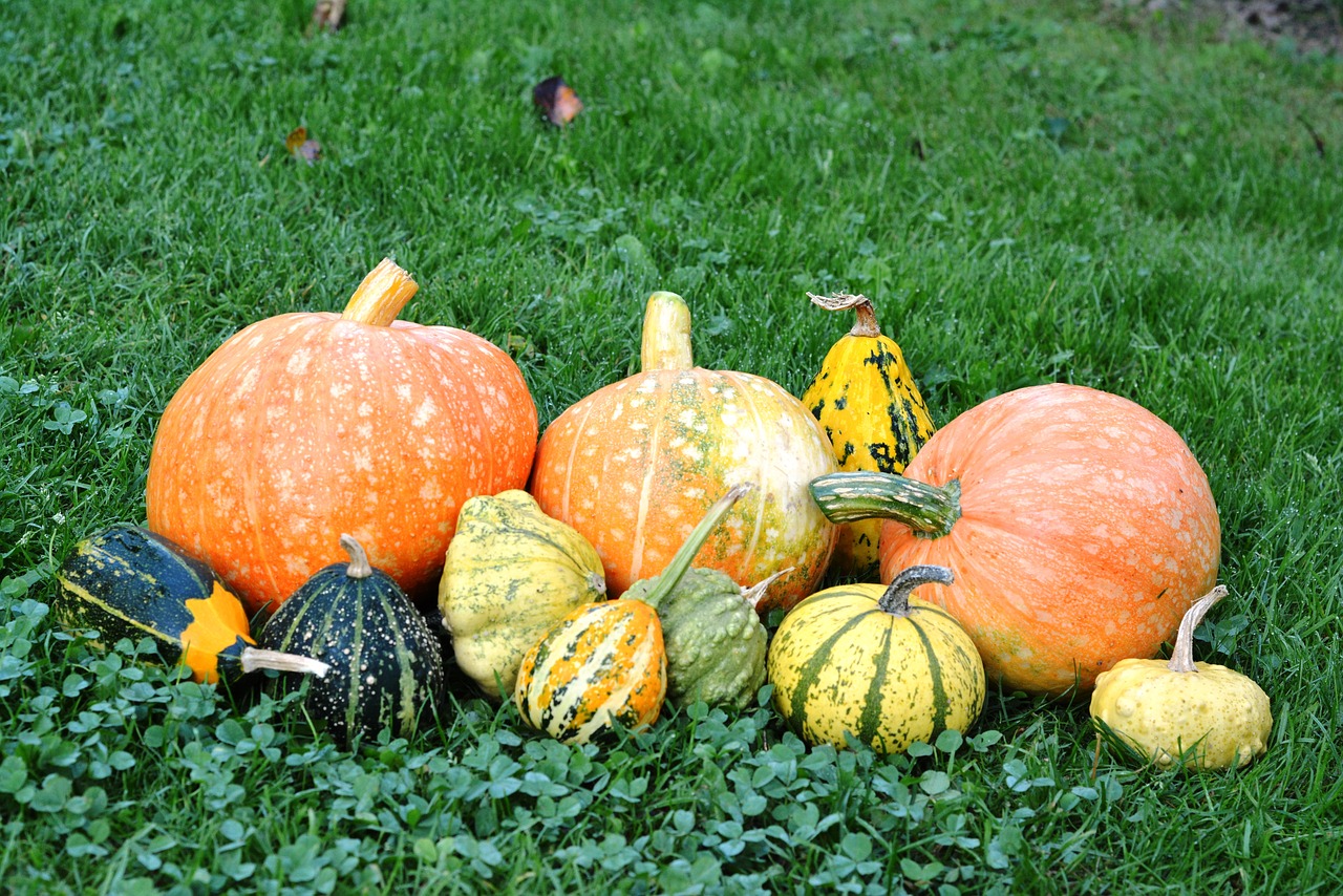 Image - pumpkins pumpkin the cultivation of