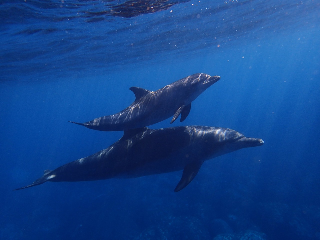 Image - sea dolphin blue underwater diving