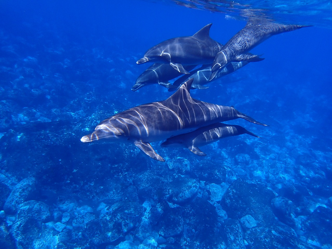 Image - sea dolphin blue in water diving