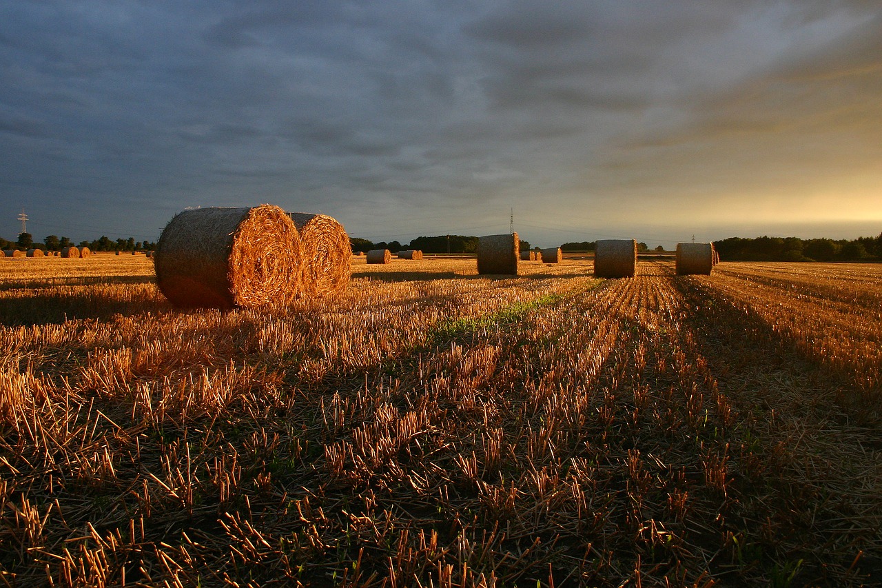 Image - summer straw field sunset