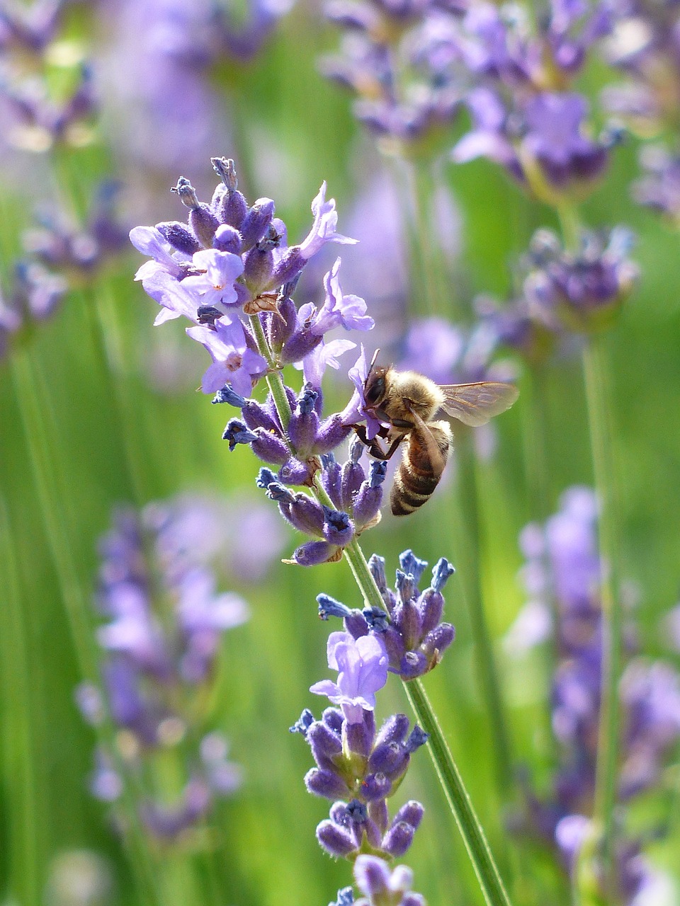 Image - lavender lavender flowers bee