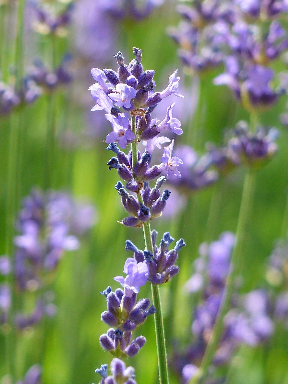 Image - lavender lavender flowers purple