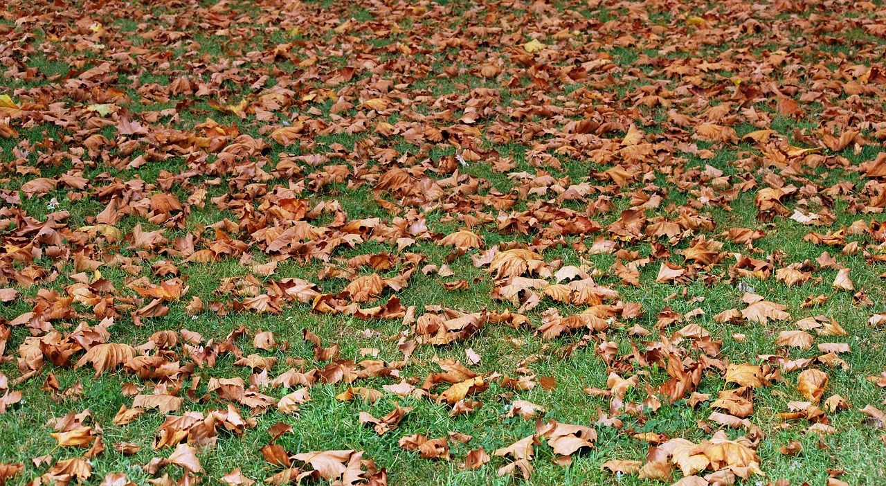 Image - autumn dried leaves prato carpet