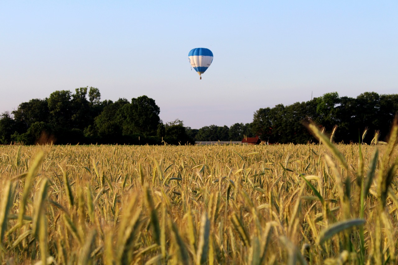 Image - hot air balloon rye cereals nature