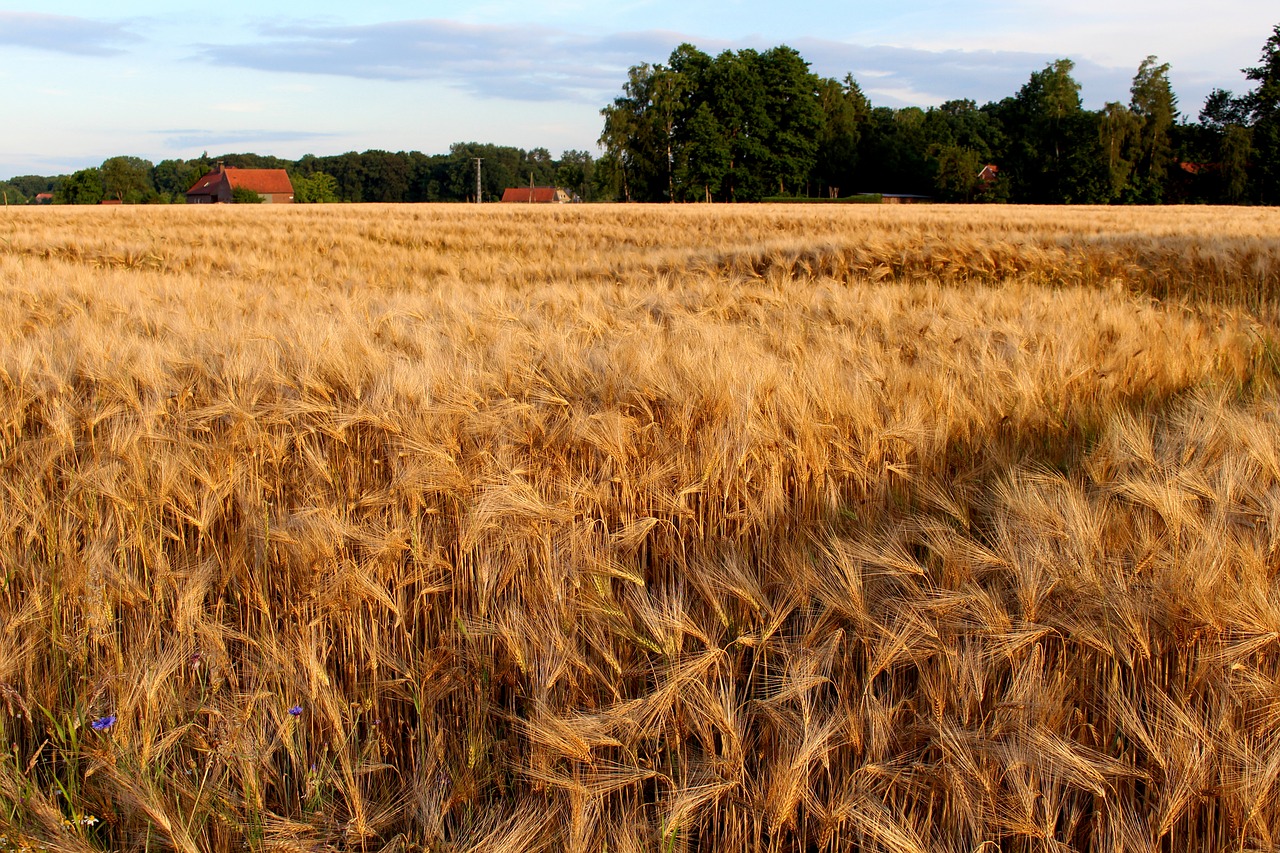 Image - rye cereals nature grain ear