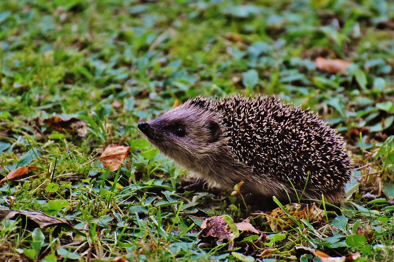 Image - hedgehog child young hedgehog