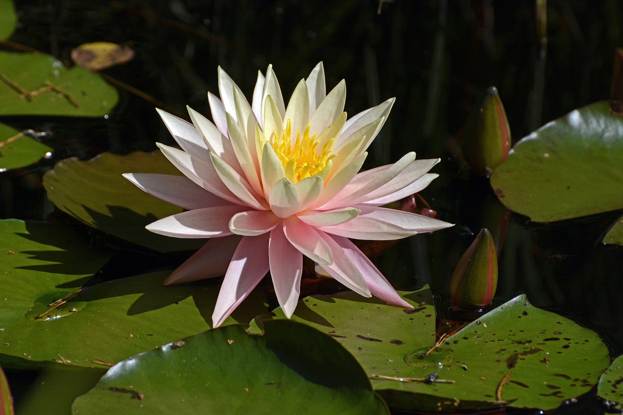 Image - water lily aquatic plant blossom