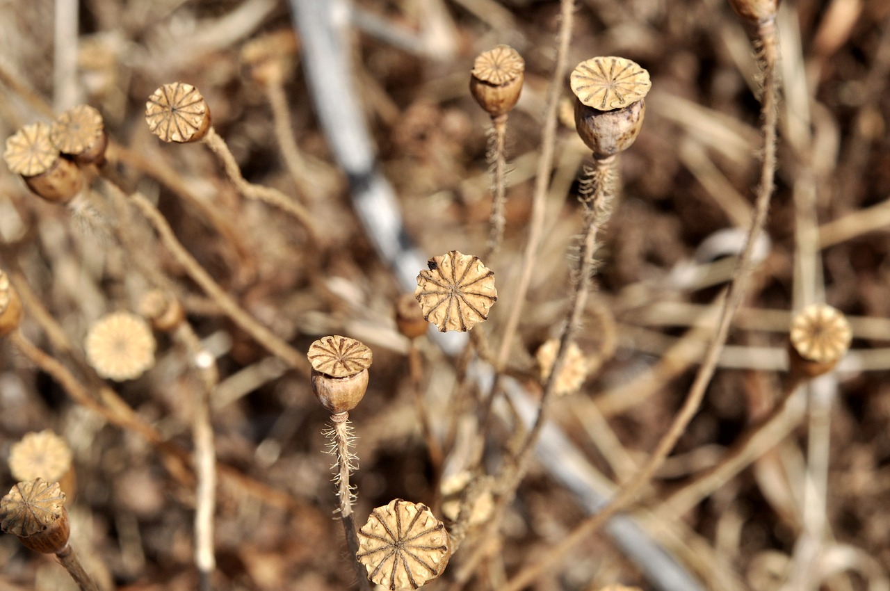 Image - poppy encapsulate poppy capsules