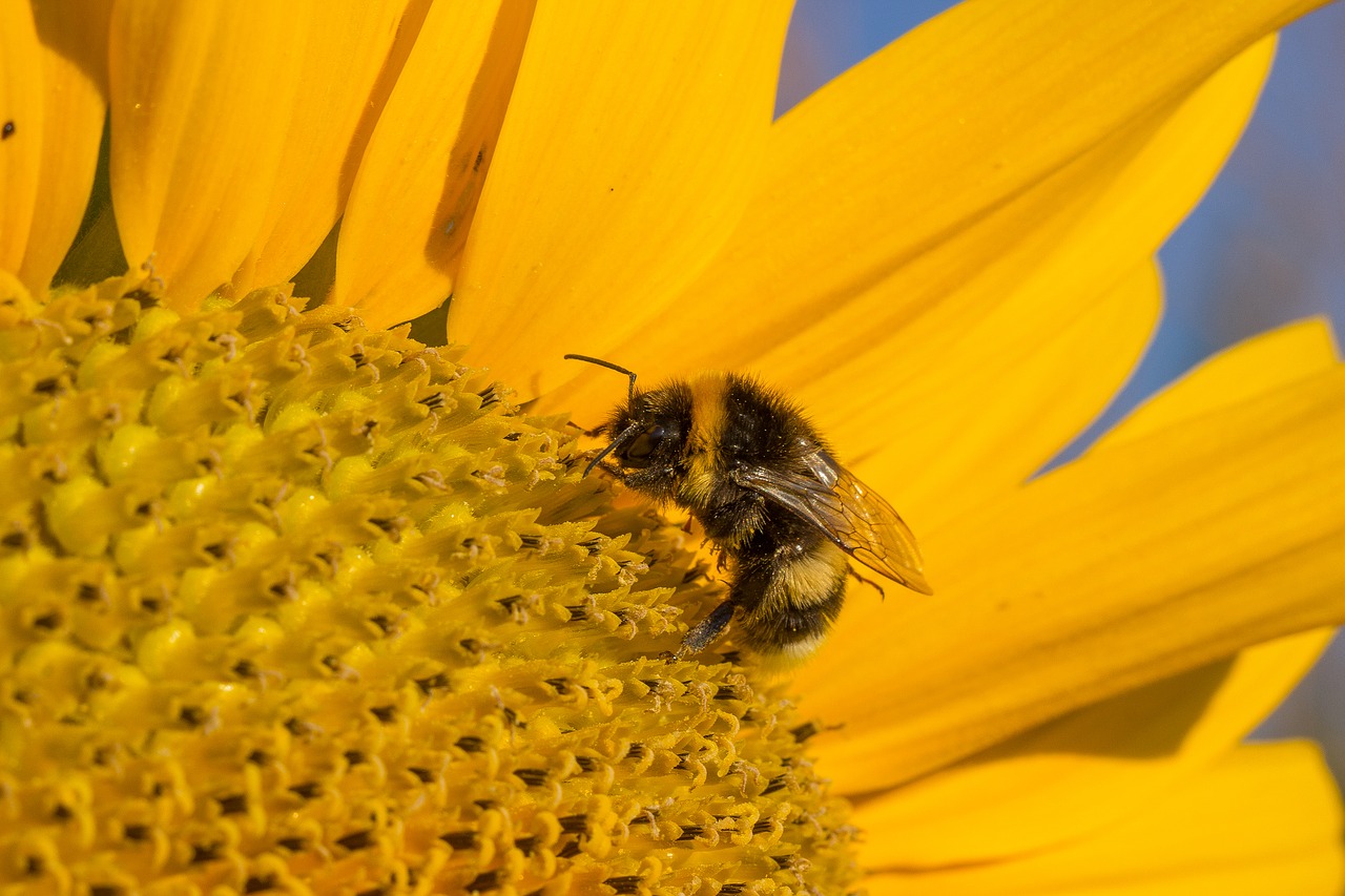 Image - sun flower blossom bloom summer