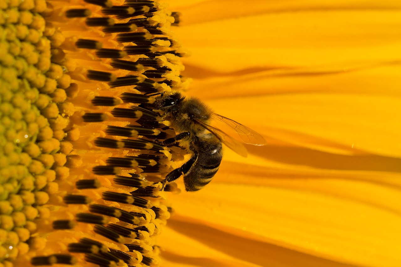 Image - sun flower blossom bloom summer