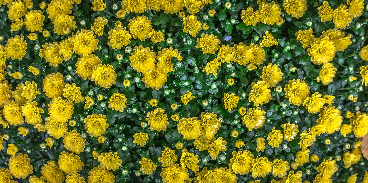 Image - flowers nature yellow abstract