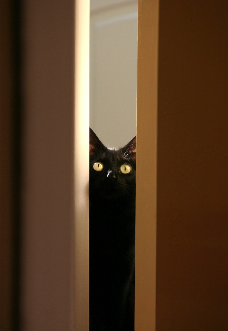 Image - black cat kitty pet animal eyes