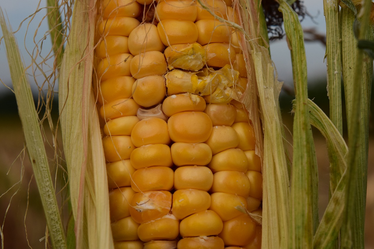 Image - corn dry agriculture field food