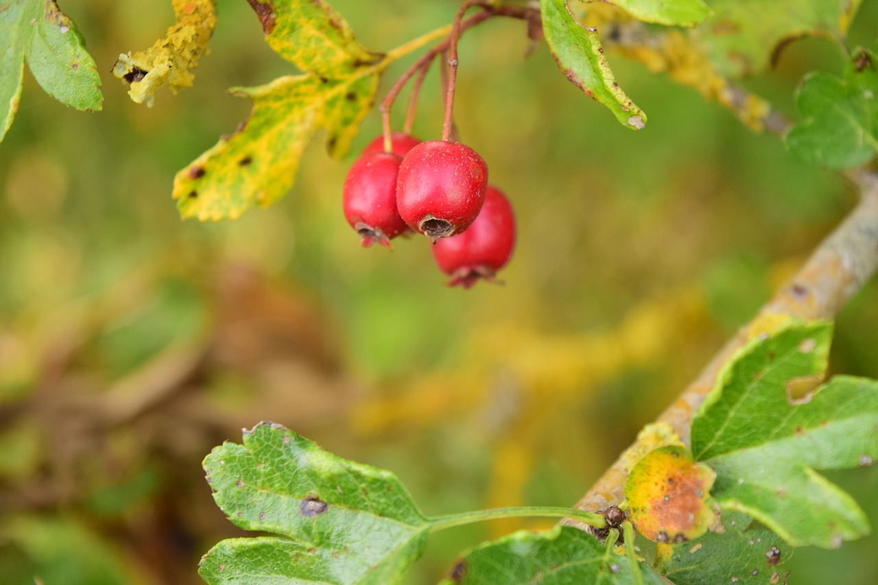 Image - rowanberries red berries nature