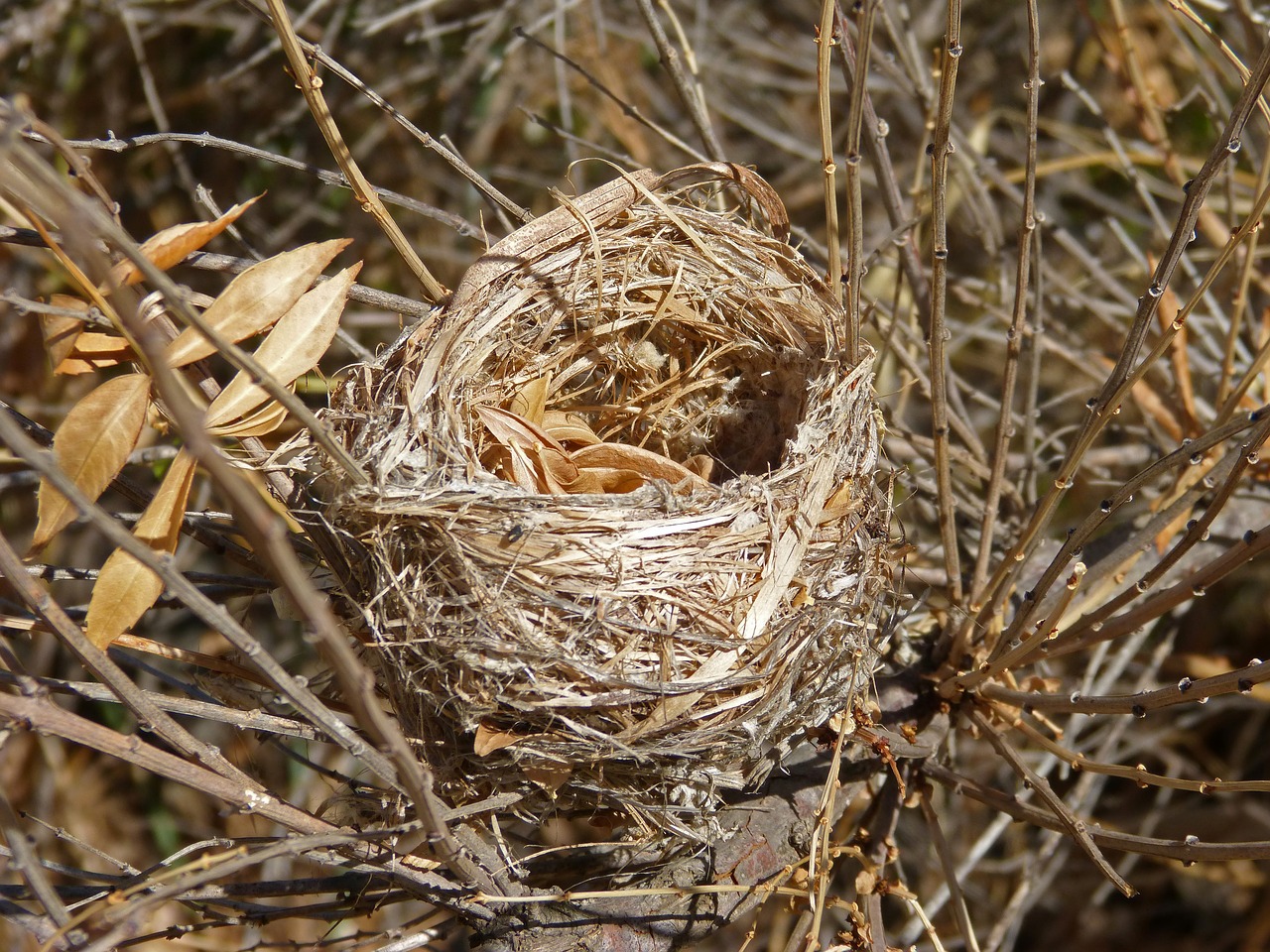 Image - nest birds make a nest branches