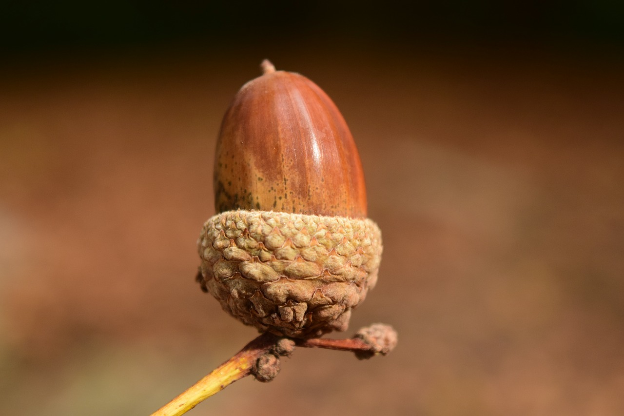 Image - acorn close background beautiful