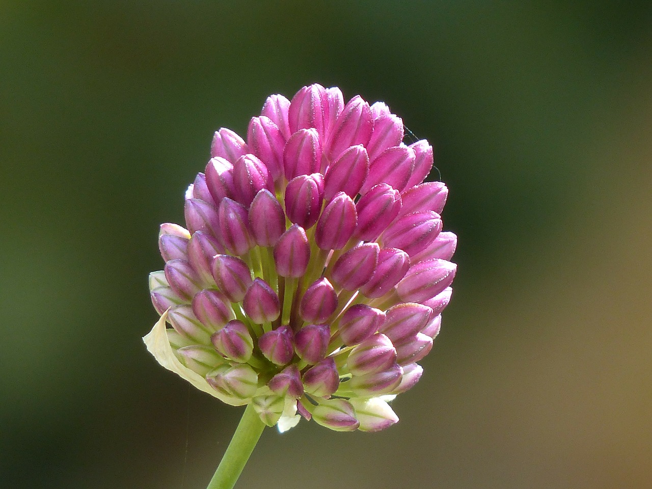 Image - sphaerocephalon leek flower blossom