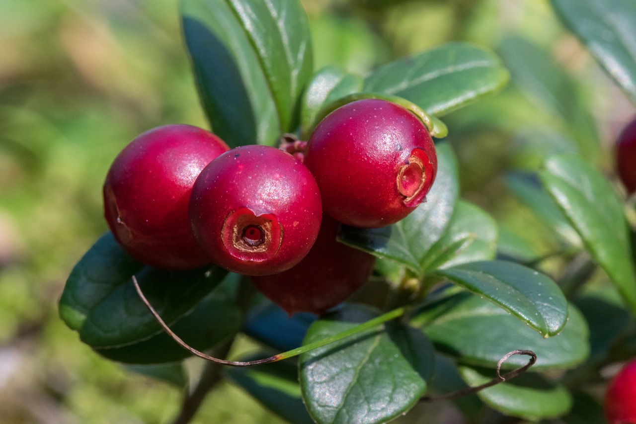 Image - cowberry autumn red berry nature