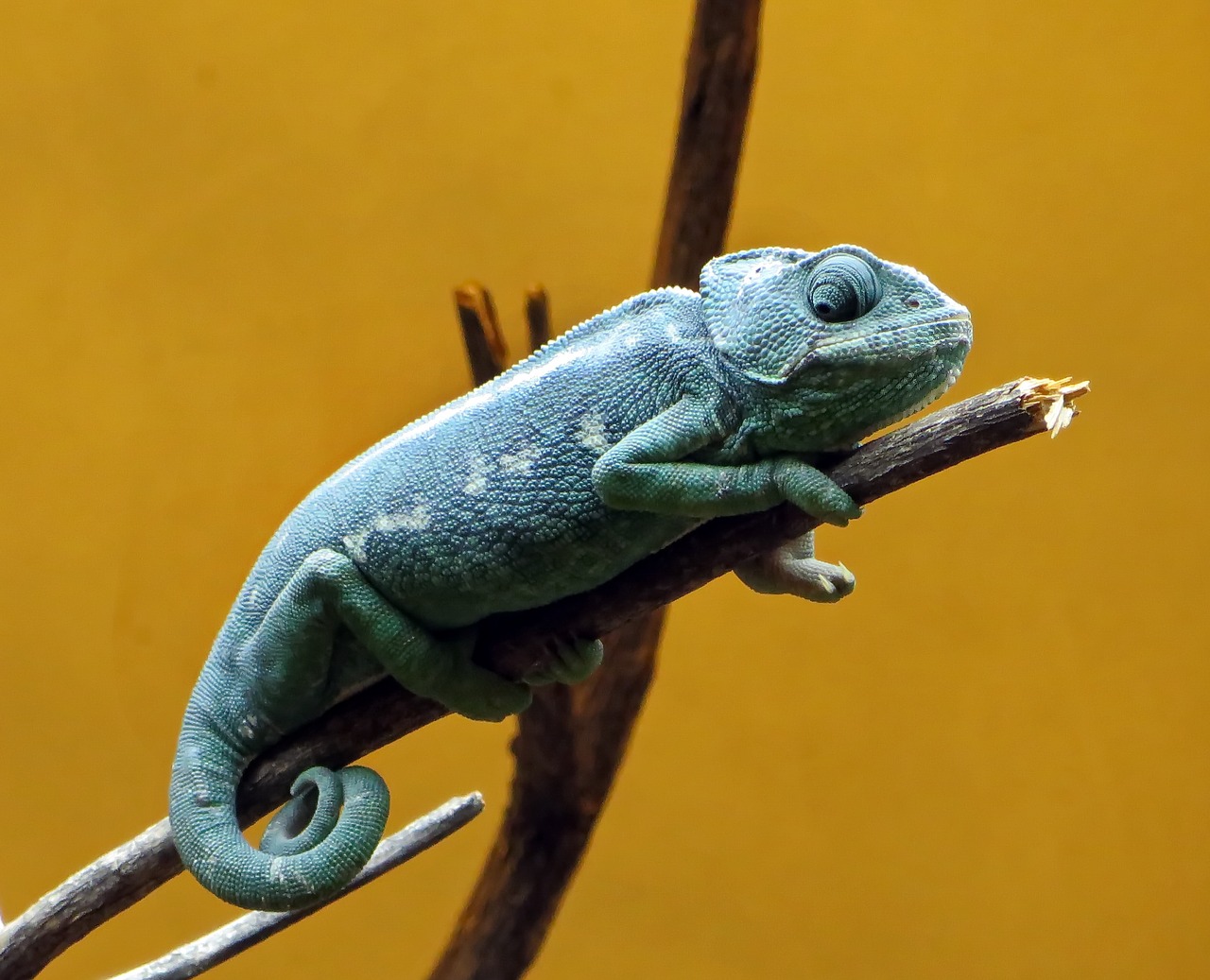 Image - chameleon reptile dinosaur colors