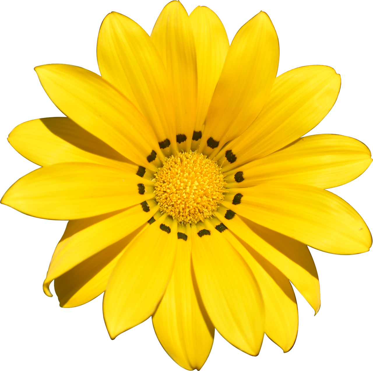 Image - transparent flower summer yellow