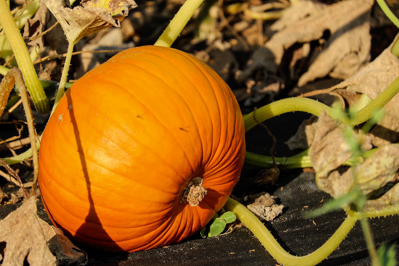 Image - pumpkin vegetables orange bio