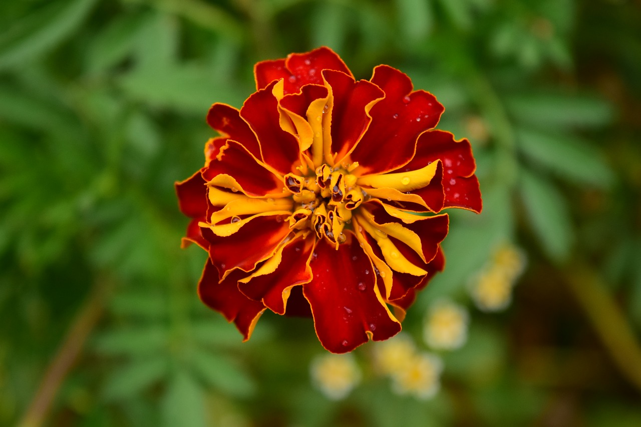 Image - tagete marigold blossom bloom