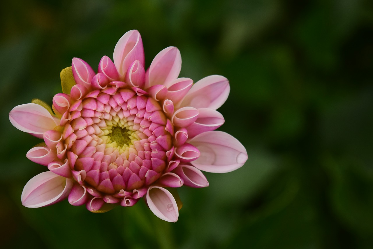 Image - dahlia blossom bloom flower pink