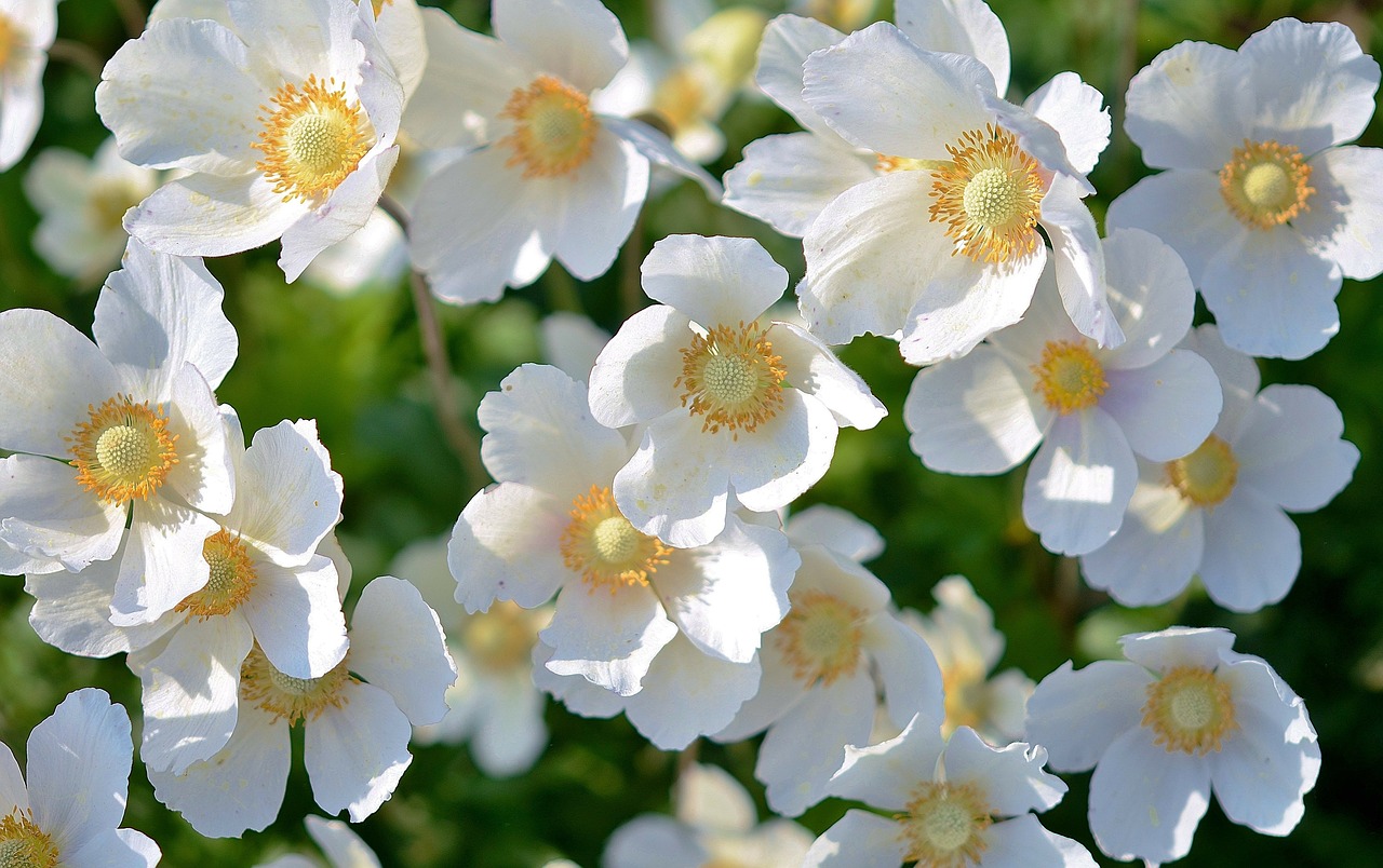 Image - white flower plant flowers nature