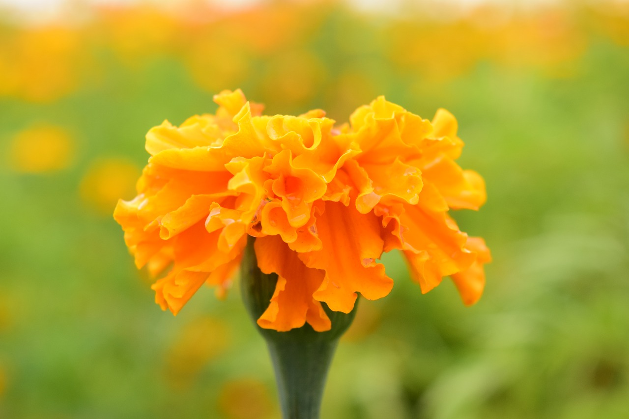 Image - tagete marigold blossom bloom