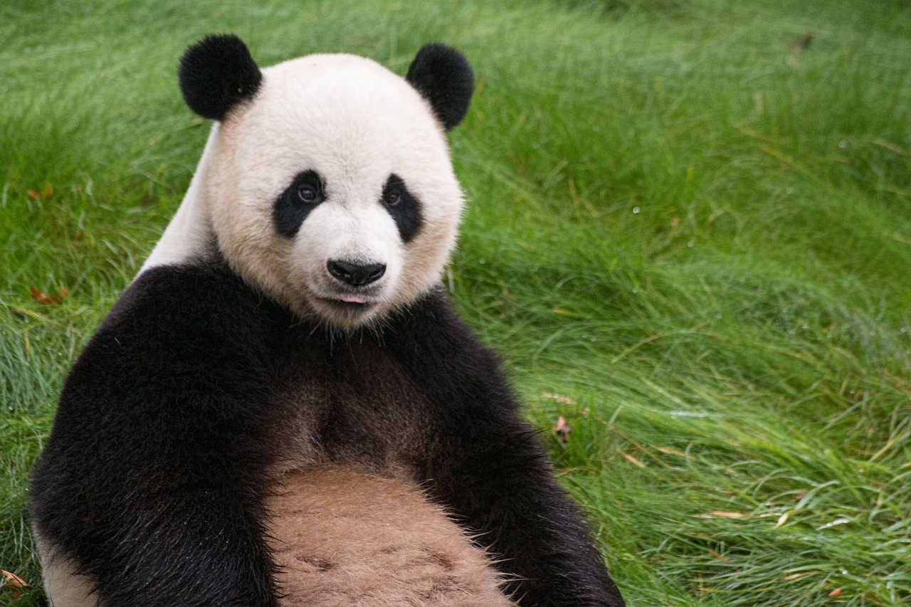 Image - panda animal asia cute mammal zoo