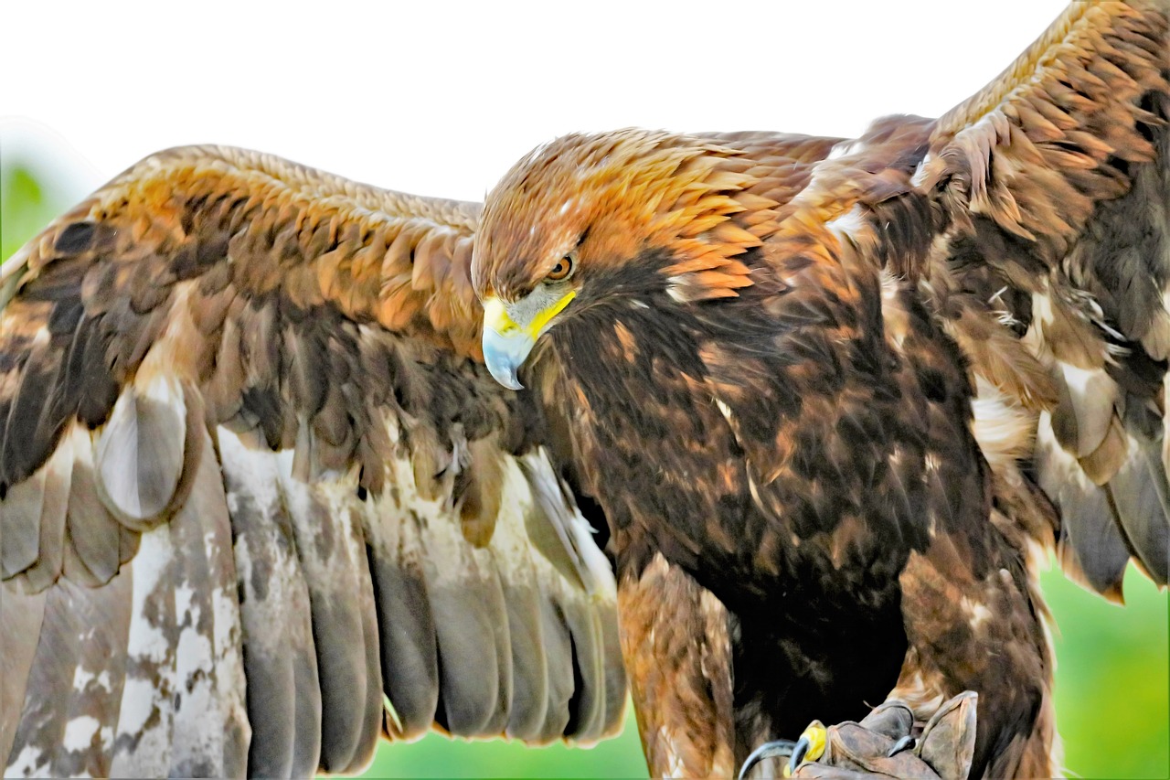 Image - golden eagle eagle golden nature