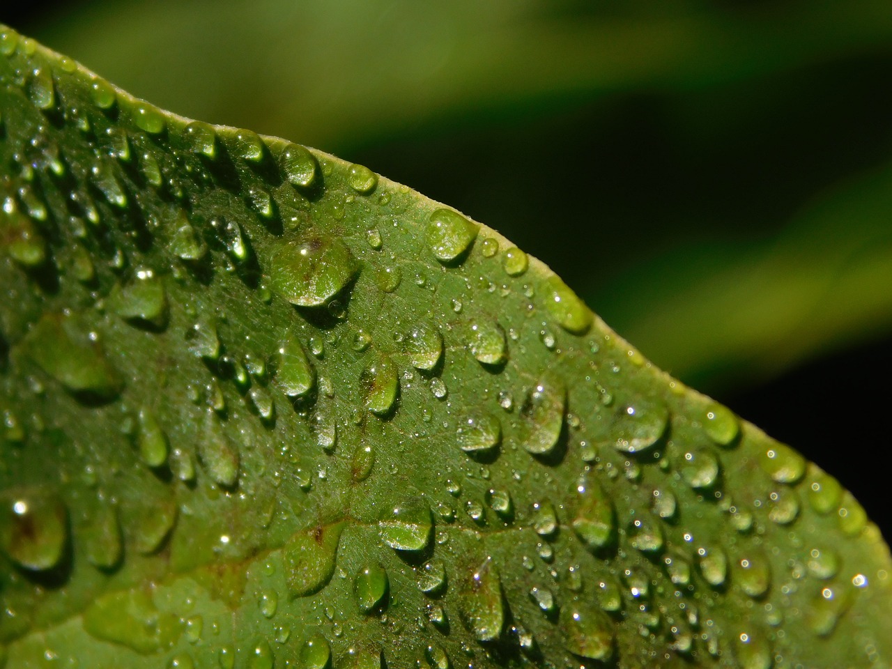 Image - leaf drop of water raindrop drip