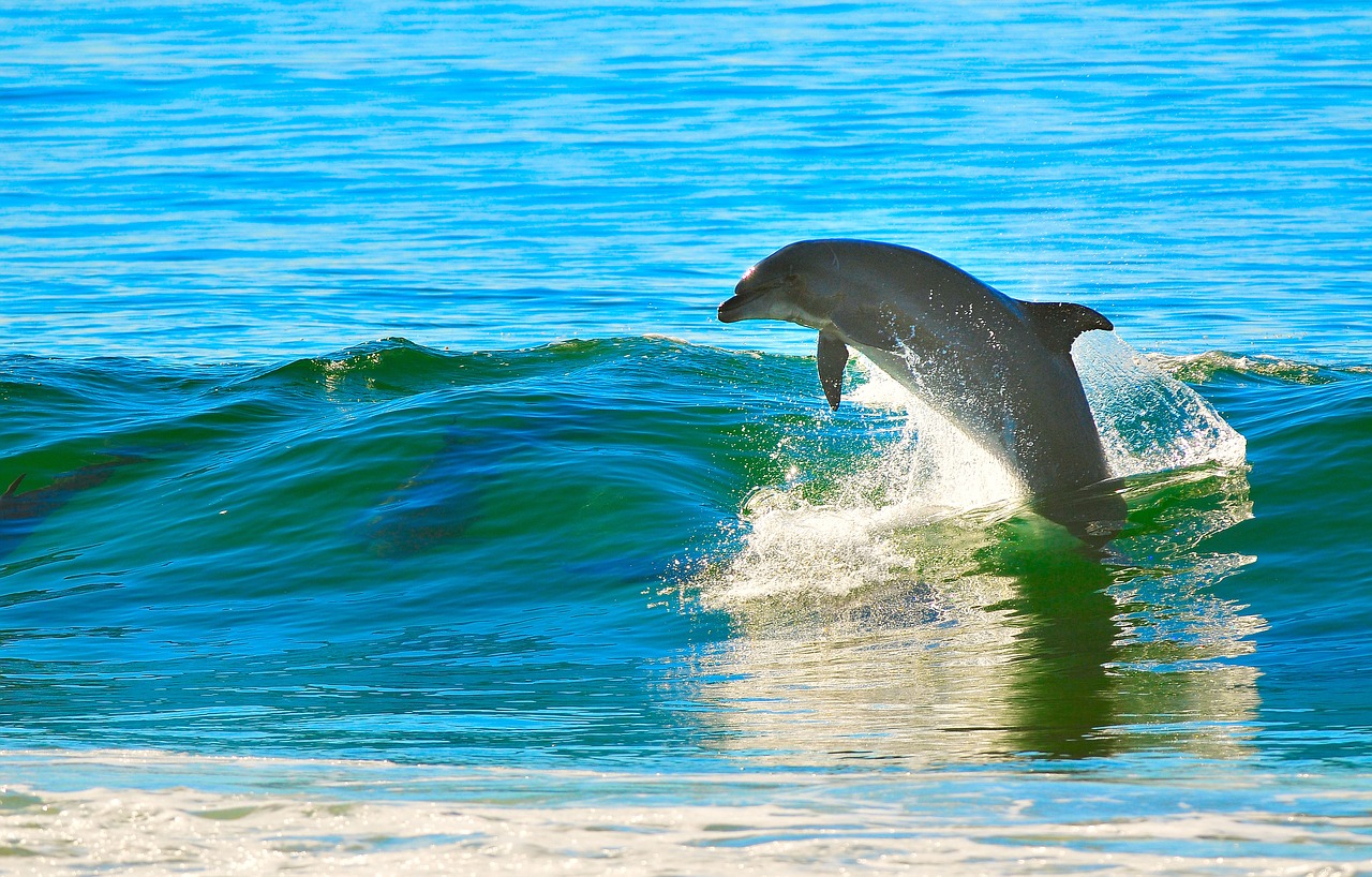 Image - dolphin ocean wave