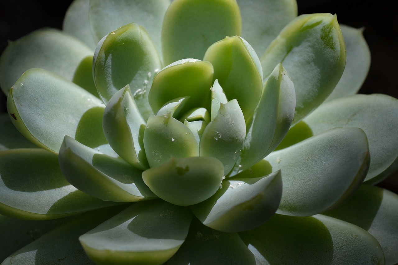 Image - succulent plant green botanical