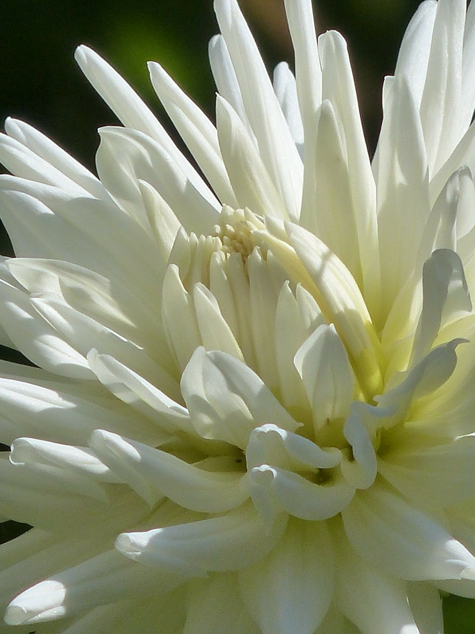 Image - cactus dahlia dahlia blossom bloom