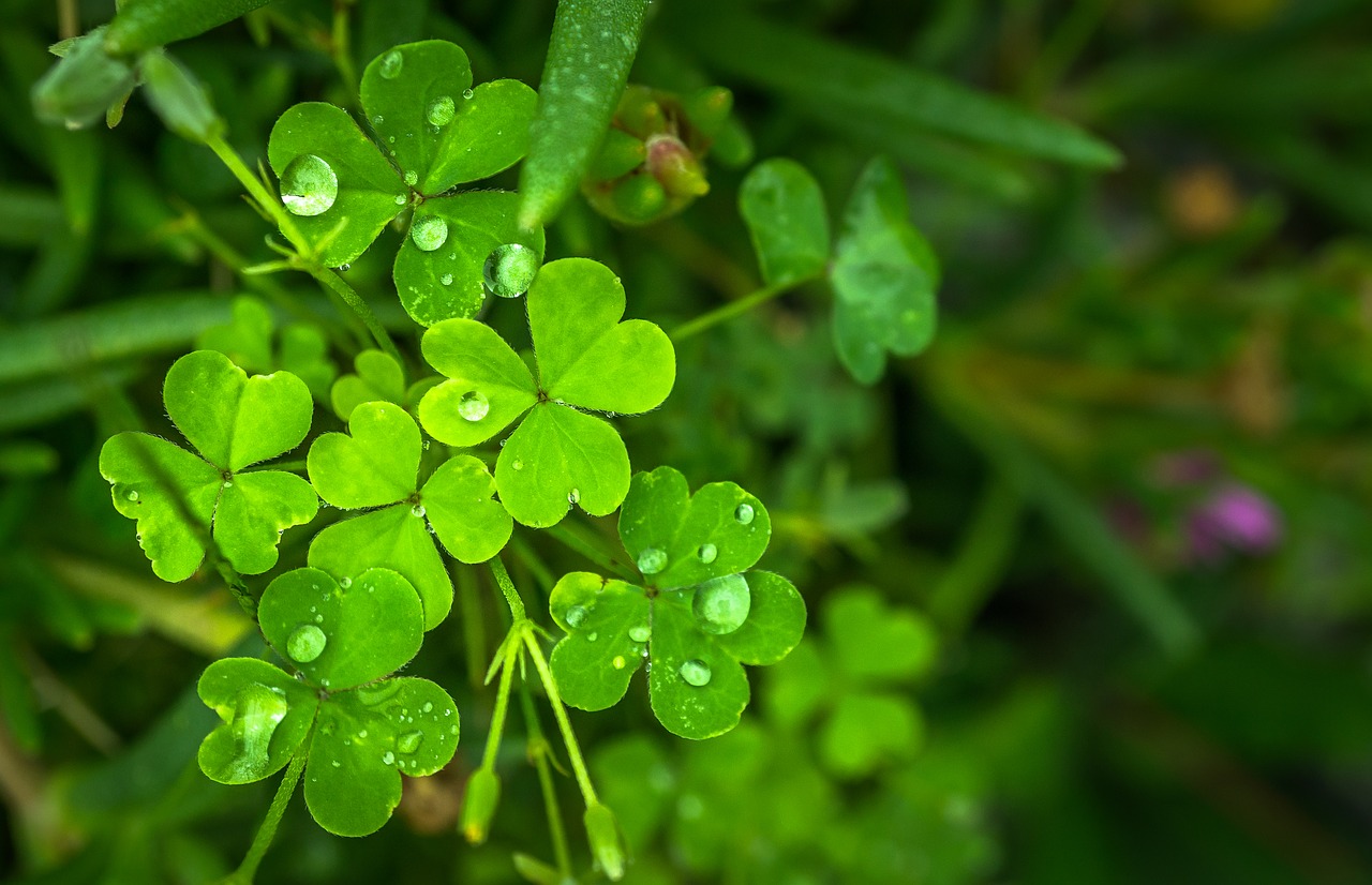 Image - leaf nature green abstract plants