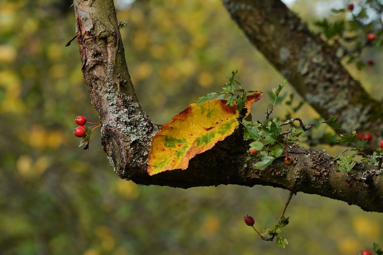 Image - autumn leaf autumn colours