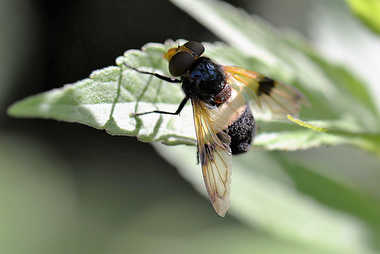 Image - forest schwebefliege insect fly