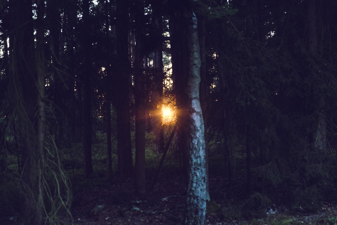 Image - sunset rays light forest mood sun