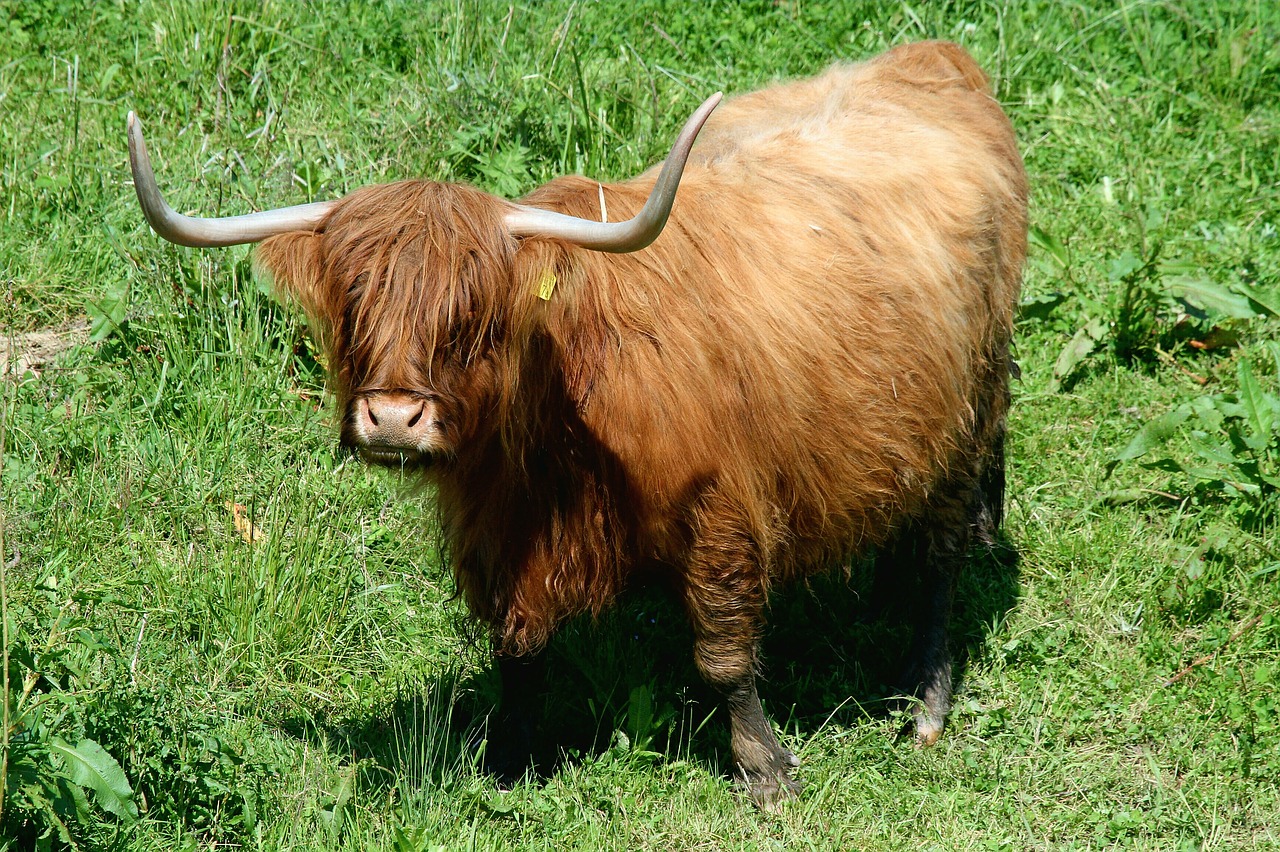 Image - highland beef beef highland longhorn