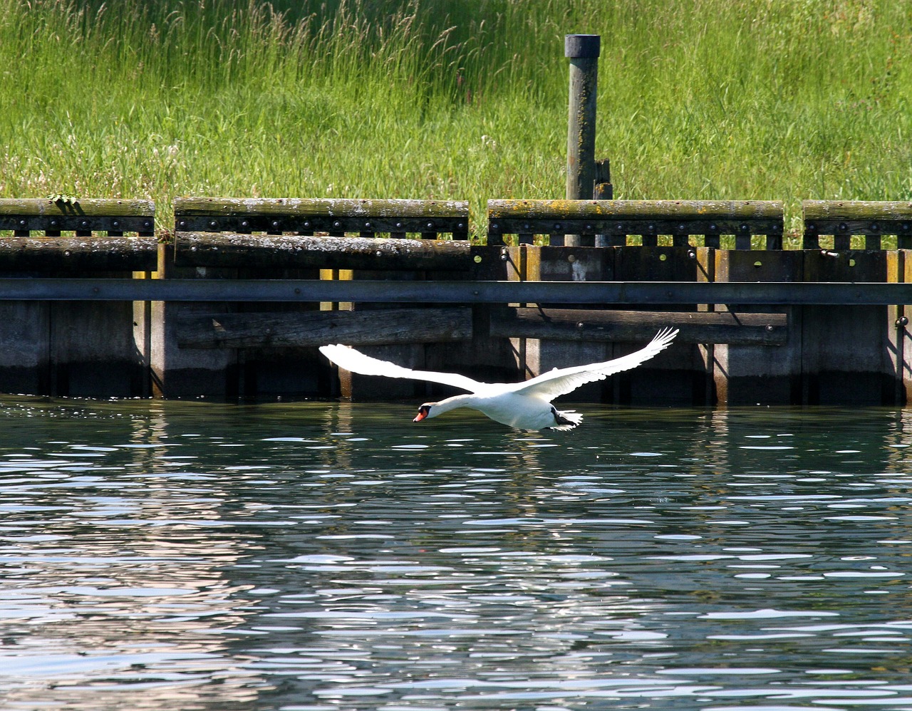 Image - swan lake water animal