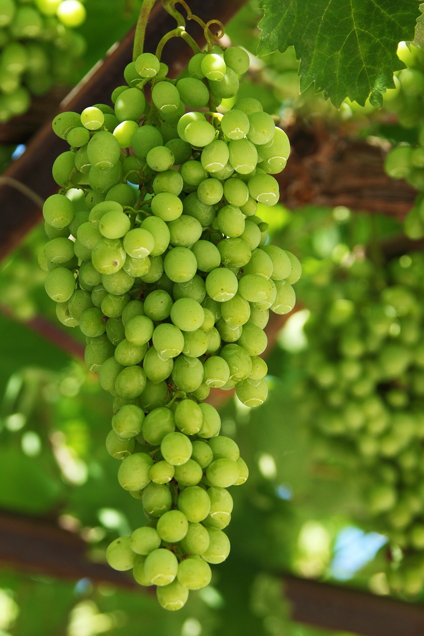 Image - grapes agriculture cluster food