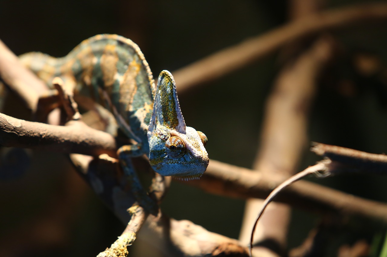 Image - chameleon reptile madagascar