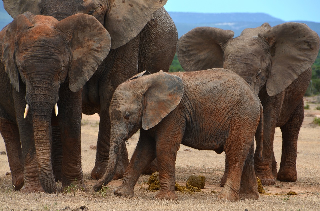 Image - africa baby elephant