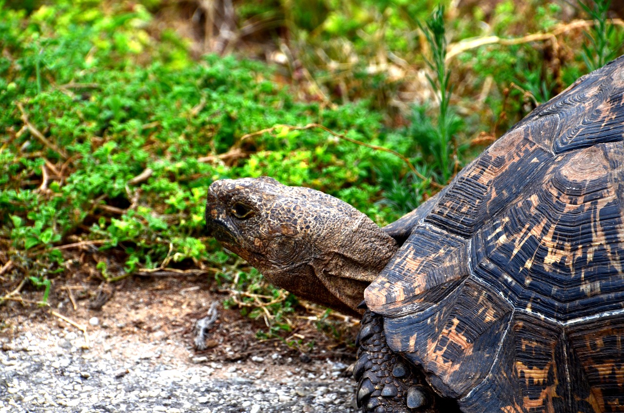 Image - giant tortoise africa wild animal