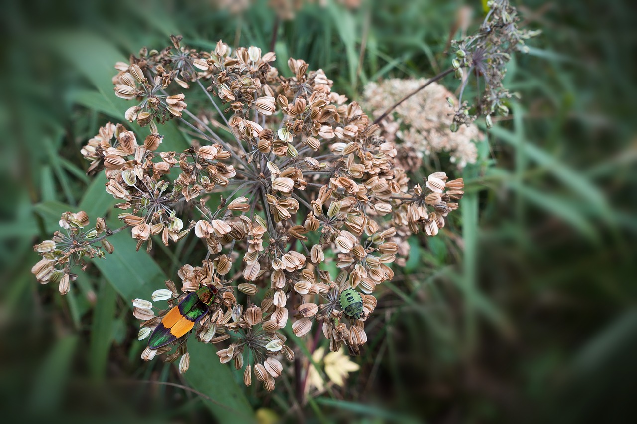 Image - umbel seeds autumn beetle reed