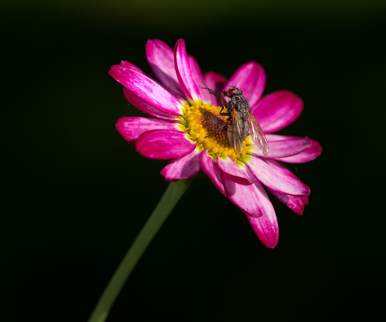 Image - flue flower pink insect